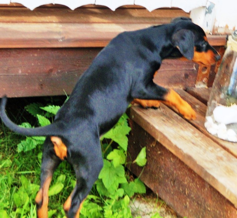 Pinscher * Xélanc Young Ykela 12 veckor